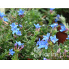 Litodora 'Heavenly Blue' | Lithodora diffusa