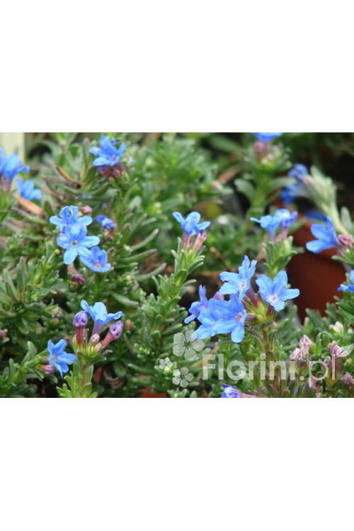 Litodora 'Heavenly Blue' | Lithodora diffusa