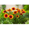 Gailardia 'Arizona Sun' | Gailardia