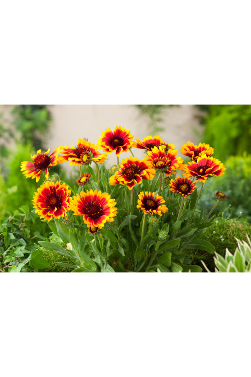 Gailardia 'Arizona Sun' | Gailardia