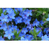 Litodora 'Heavenly Blue' | Lithodora diffusa