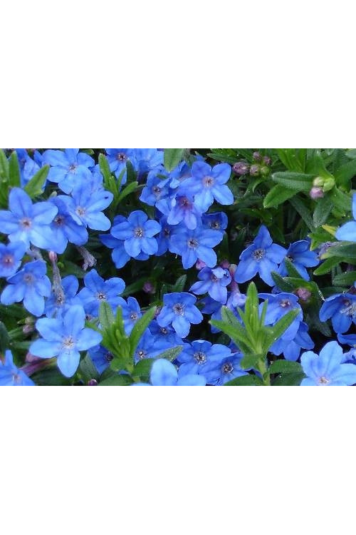 Litodora 'Heavenly Blue' | Lithodora diffusa
