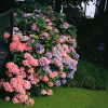 Hortensja ogrodowa 'Bouquet Rose' | Hydrangea macrophylla