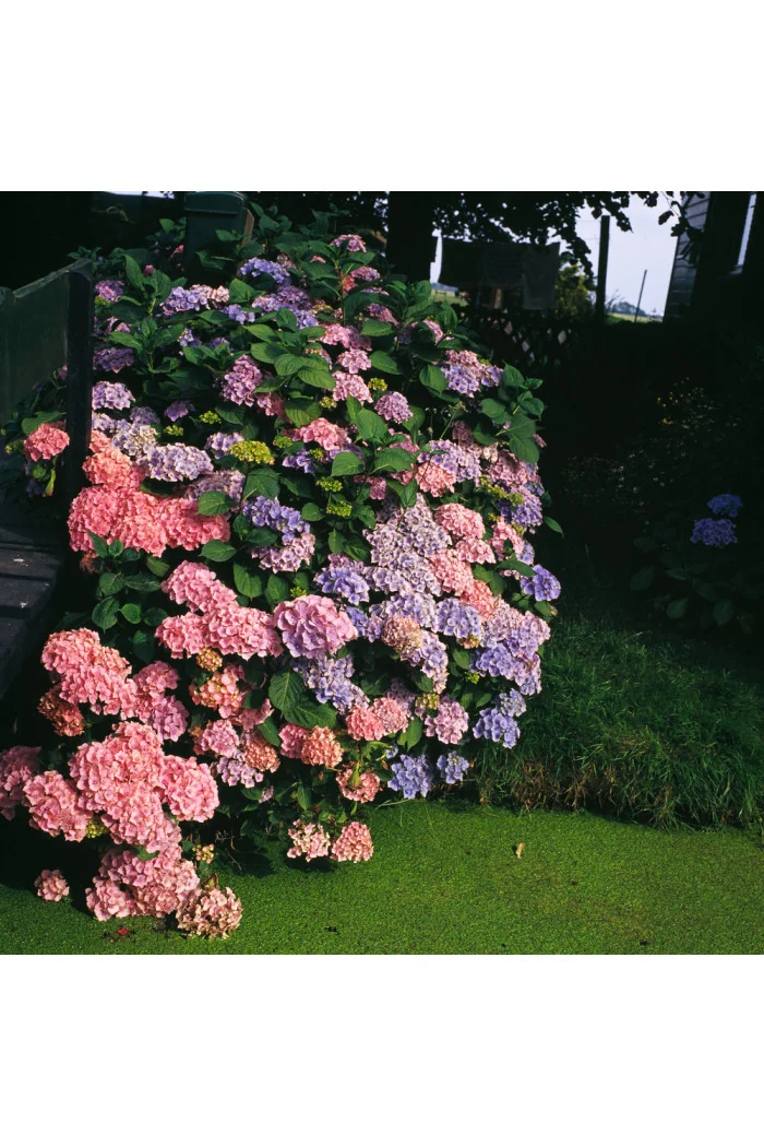 Hortensja ogrodowa 'Bouquet Rose' | Hydrangea macrophylla
