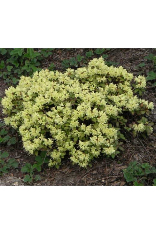 Różanecznik 'Princess Anne' | Rhododendron