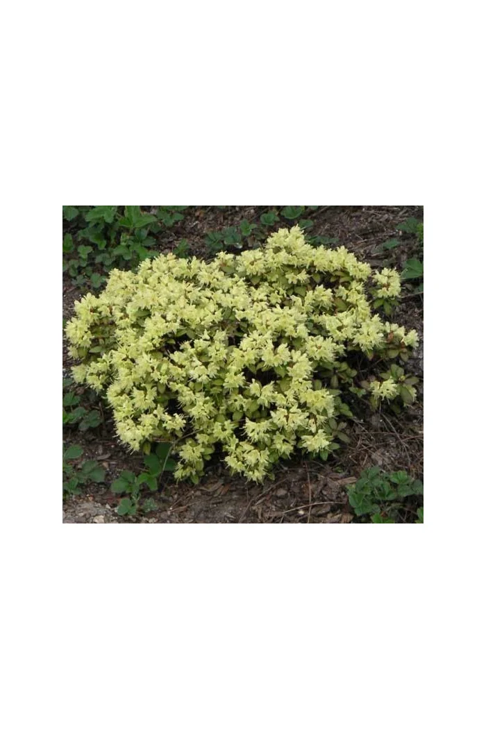 Różanecznik 'Princess Anne' | Rhododendron