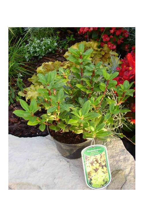 Różanecznik 'Princess Anne' | Rhododendron