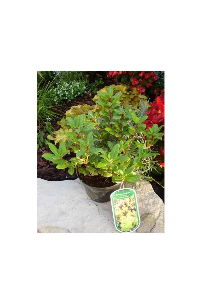 Różanecznik 'Princess Anne' | Rhododendron