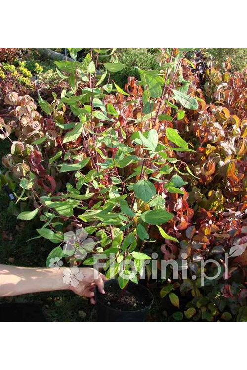 Prusznik blady 'Marie Simon' | Ceanothus pallidus