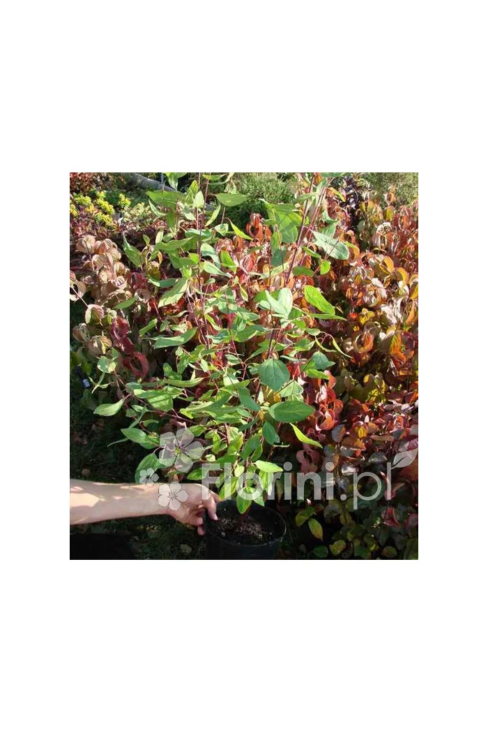 Prusznik blady 'Marie Simon' | Ceanothus pallidus