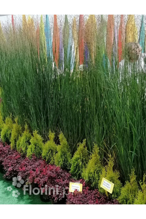 Proso rózgowate 'Heavy Metal' | Panicum virgatum