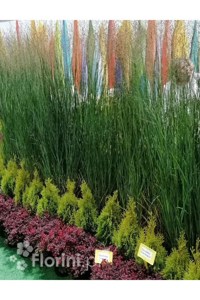 Proso rózgowate 'Heavy Metal' | Panicum virgatum