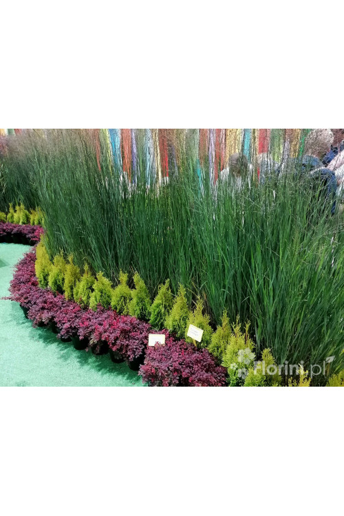 Proso rózgowate 'Heavy Metal' | Panicum virgatum