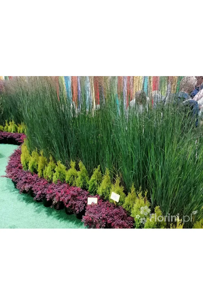 Proso rózgowate 'Heavy Metal' | Panicum virgatum