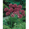 Czosnek 'Purple Sensation' Allium