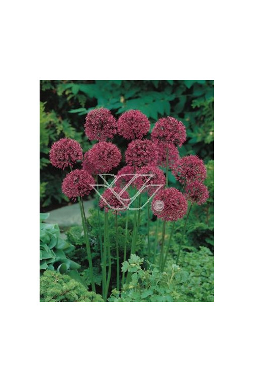 Czosnek 'Purple Sensation' Allium