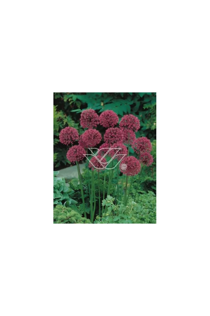 Czosnek 'Purple Sensation' Allium
