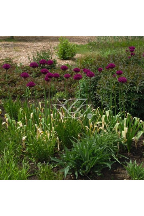 Czosnek 'Purple Sensation' Allium