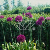 Czosnek 'Purple Sensation' Allium