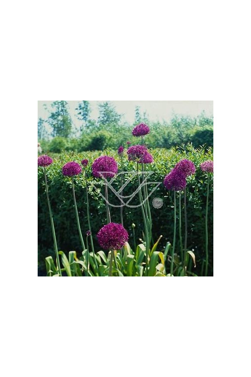 Czosnek 'Purple Sensation' Allium