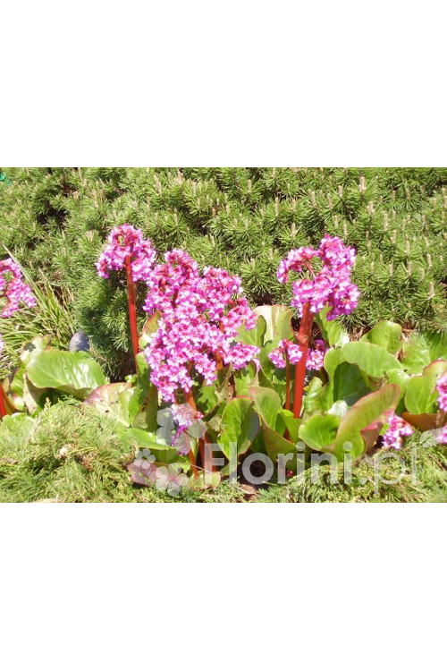 Bergenia sercolistna | Bergenia cordifolia