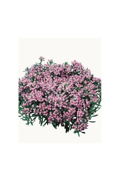 Modrzewnica pospolita 'Blue Ice' | Andromeda polifolia