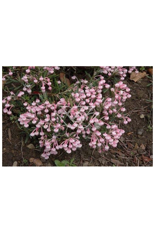 Modrzewnica pospolita 'Blue Ice' | Andromeda polifolia