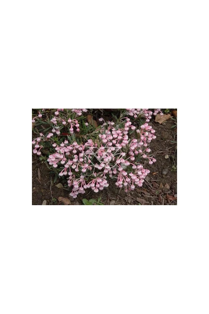 Modrzewnica pospolita 'Blue Ice' | Andromeda polifolia