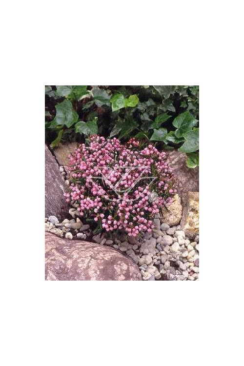 Modrzewnica pospolita 'Blue Ice' | Andromeda polifolia