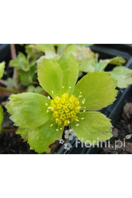 Cieszynianka wiosenna Hacquetia epipactis