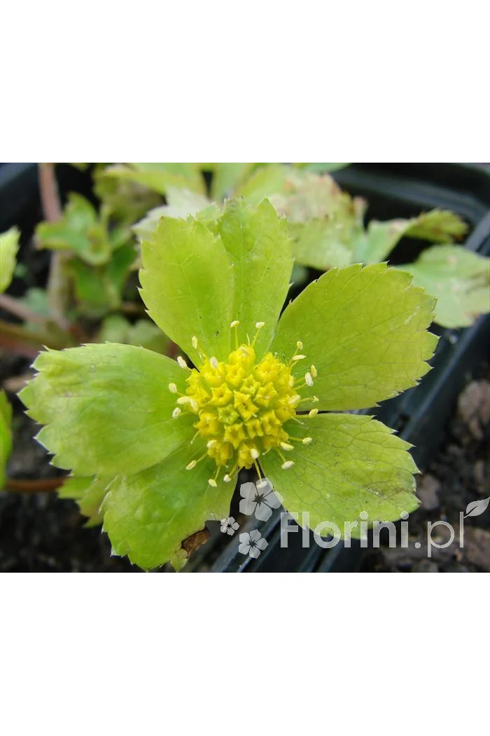 Cieszynianka wiosenna Hacquetia epipactis