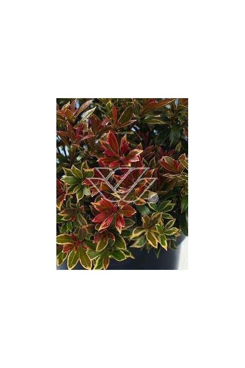 Pieris japoński 'Little Heath' Pieris japonica