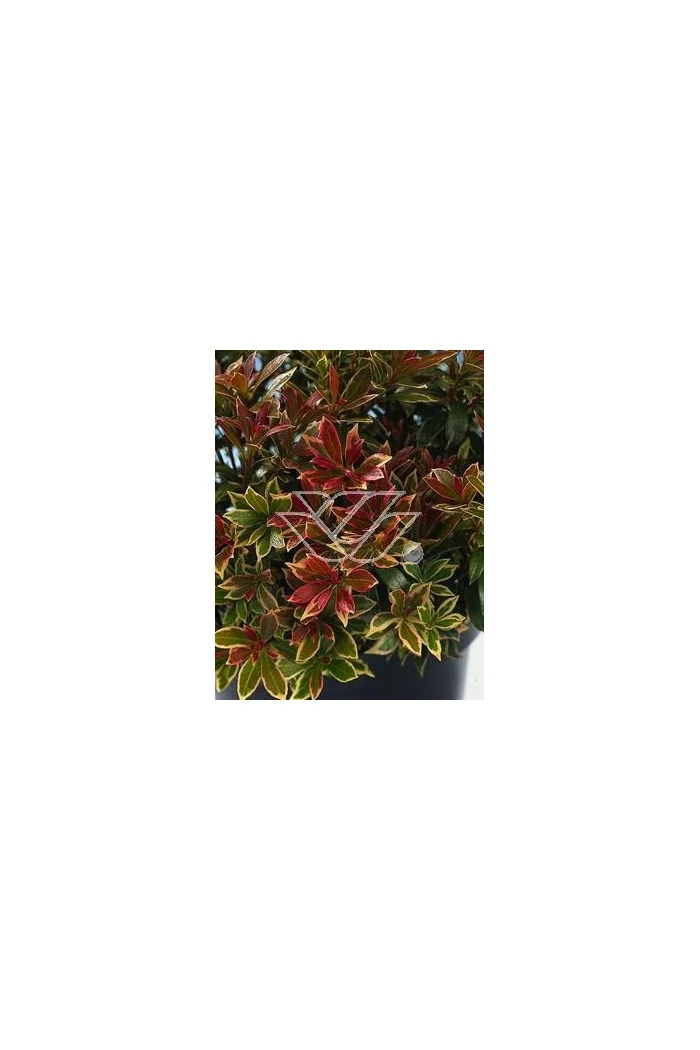 Pieris japoński 'Little Heath' Pieris japonica