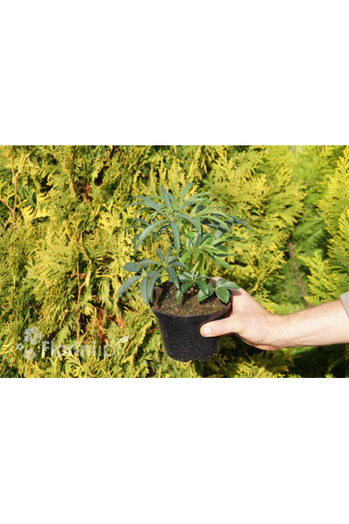 Ciemiernik palmowy (cuchnący) | Helleborus foetidus