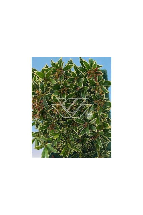 Pieris japoński 'Little Heath' Pieris japonica