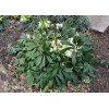 Ciemiernik biały 'White January' Helleborus niger