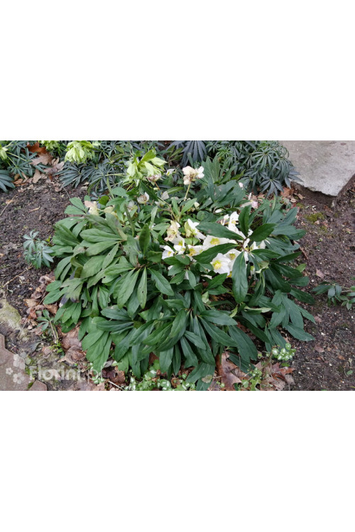Ciemiernik biały 'White January' Helleborus niger