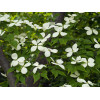 Dereń kousa Cornus kousa var. chinensis