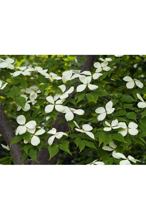 Dereń kousa Cornus kousa var. chinensis