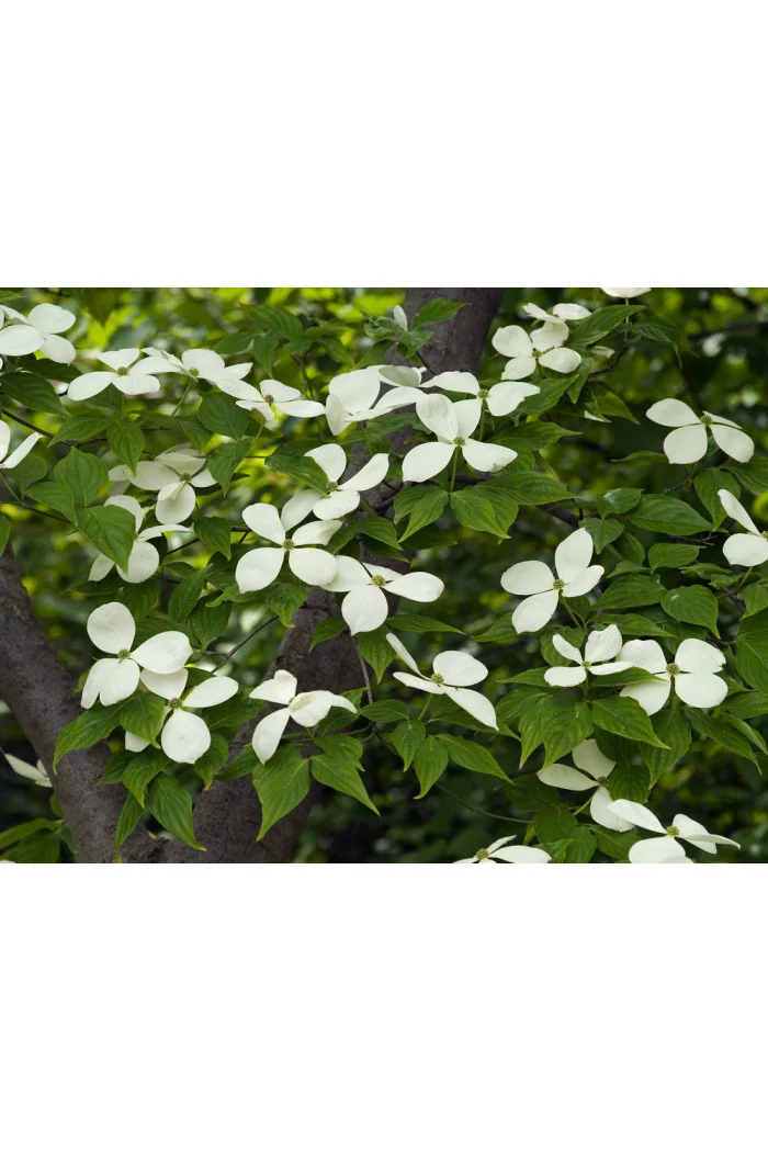 Dereń kousa Cornus kousa var. chinensis