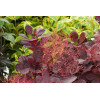 Perukowiec podolski 'Royal Purple' Cotinus coggygria