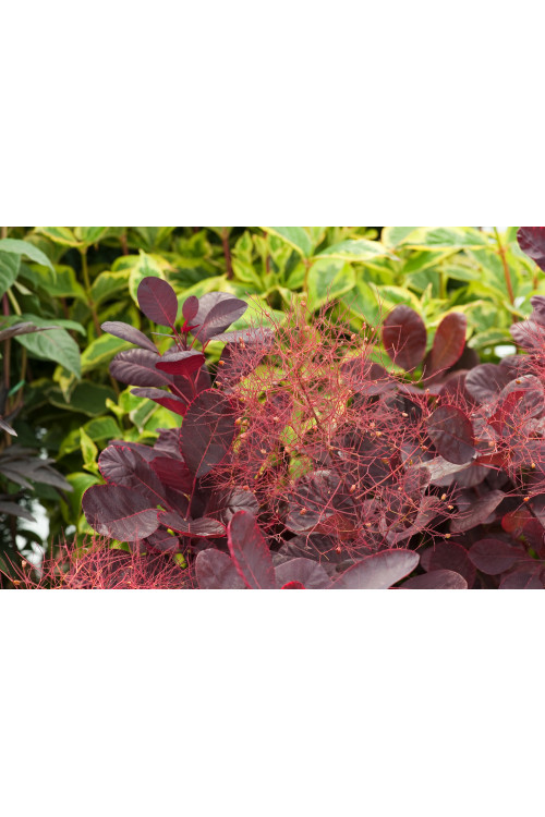 Perukowiec podolski 'Royal Purple' Cotinus coggygria