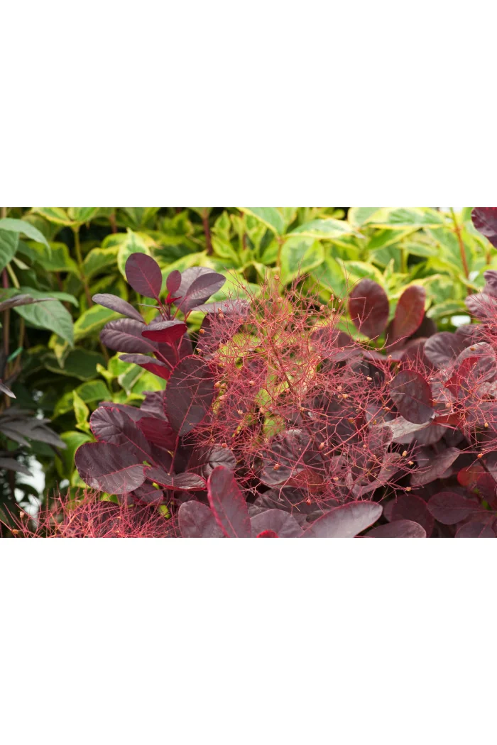 Perukowiec podolski 'Royal Purple' Cotinus coggygria