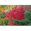 Trzmielina oskrzydlona 'Chicago Fire' | Euonymus alatus