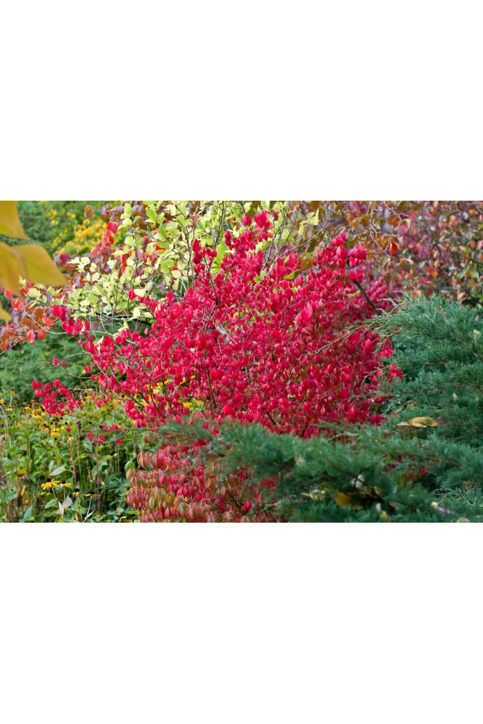 Trzmielina oskrzydlona 'Chicago Fire' | Euonymus alatus