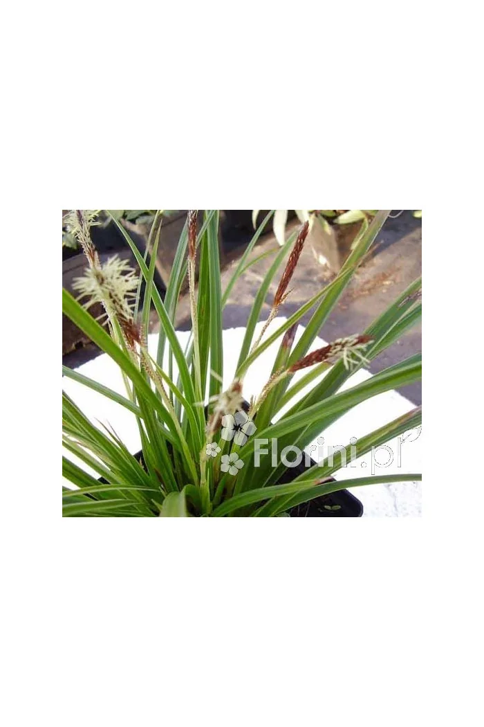 turzyca, turzyca morrowa, carex,