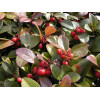 Gloteria rozesłana Gaultheria procumbens