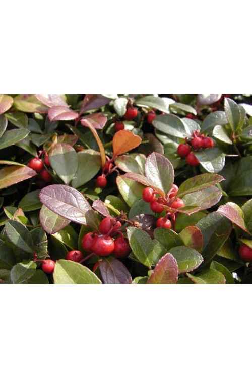 Gloteria rozesłana Gaultheria procumbens