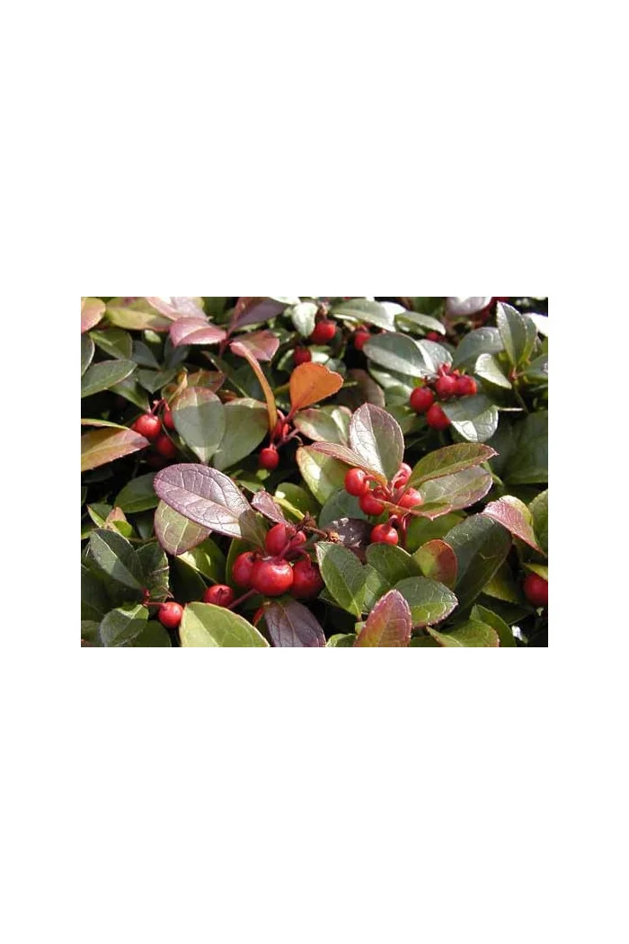 Gloteria rozesłana Gaultheria procumbens