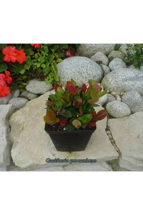 Gloteria rozesłana Gaultheria procumbens